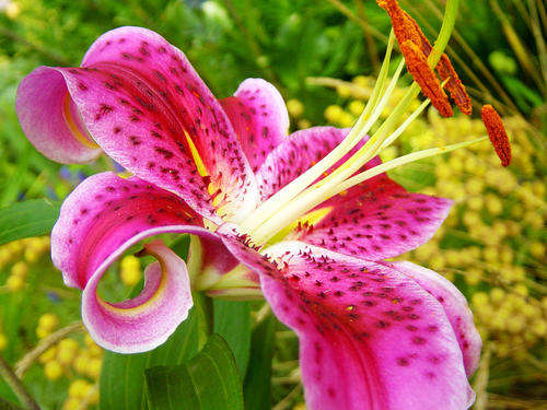 Lilium Oriental Star Gazer - Pink Auratum Lily - Flower Bulbs (Not Seeds)