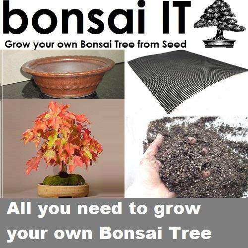 Red Maple - bonsai-IT - Everything you need to grow your own bonsai