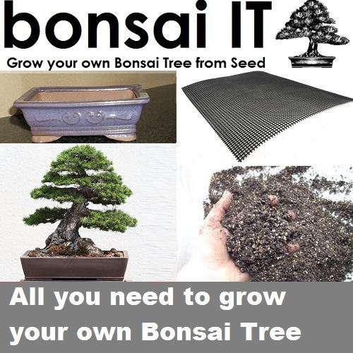 Scotch Pine - bonsai-IT - Everything you need to grow your own bonsai