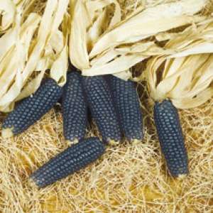 Blue Popcorn - Heirloom Vegetable - 10 Seeds