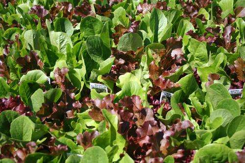 Gourmet Salad Lettuce Mix - Lactuca Sativa - Vegetable - 200 Seeds