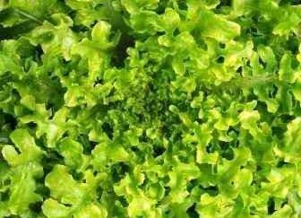Salad Bowl Green Lettuce - Lactuca Sativa - Vegetable - 200 Seeds