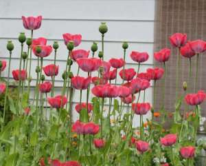 Papaver Somniferum Giganteum - Giant Poppy - Annual - 20 Seeds - FREE Ebooks