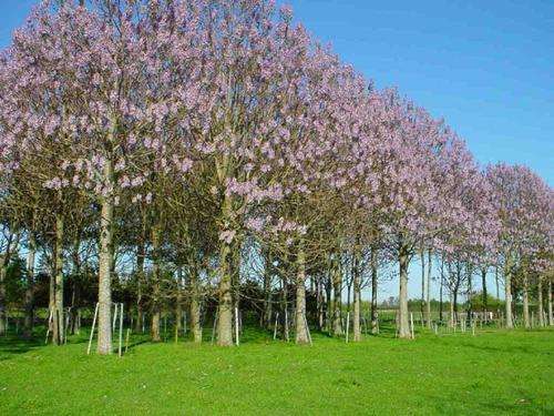 Paulownia Elongata -  20 Seeds - Very fast Growing Exotic Tree