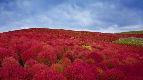 Burning Bush / Mexican Fireweed Annual - Kochia Scoparia - 20 Seeds
