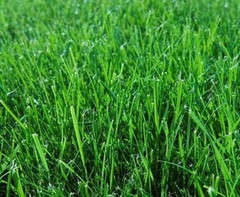 Evergreen Mix Lawn Grass - 4kg's - 100m2 - Large Range