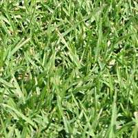 Kikuyu Lawn Grass - 300gms - 100m2 - Large Range