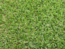 Shade Mix Lawn Grass - 400gms - 10m2 - Large Range