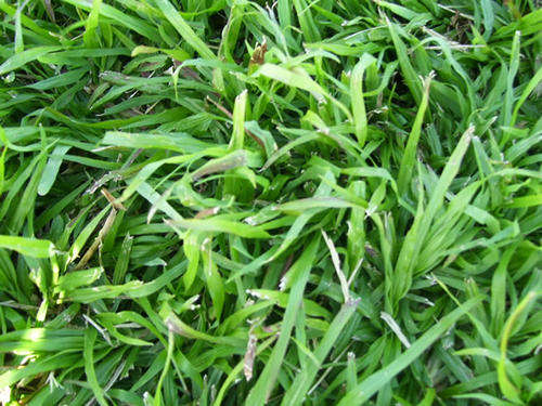 LM Berea Lawn Grass - 60gms - 20m2 - Large Range - Durban Grass