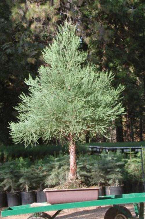 Giant Sequioia Redwood Tree - Biggest Tree in the World - 10 Seeds - Sequoiadendron Giganteum