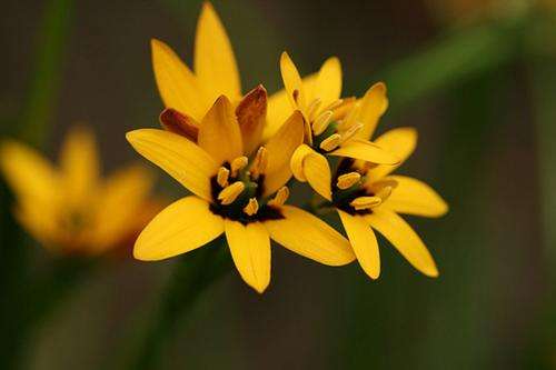 Baeometra Uniflora  - Indigenous Perennial Bulb Seeds - 5 Seeds