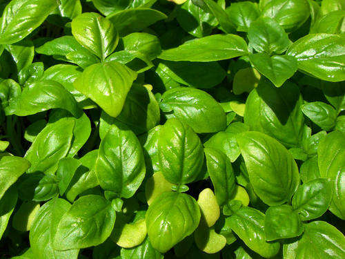 Italian Sweet Genovese Basil - Ocimum Basilicum genovese - 100 Seeds - Herbs