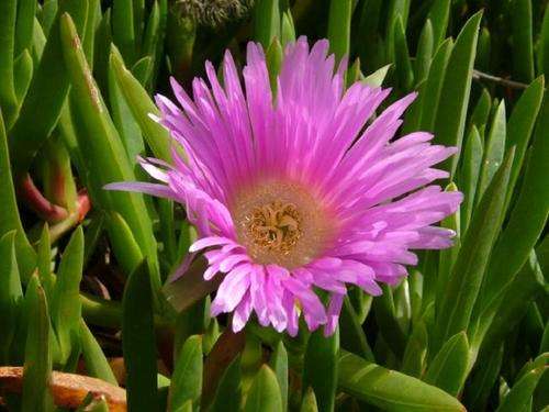 Carpobrotus Edulis - Pigface - 10 Seeds - Succulents - WORLDWIDE SHIPPING