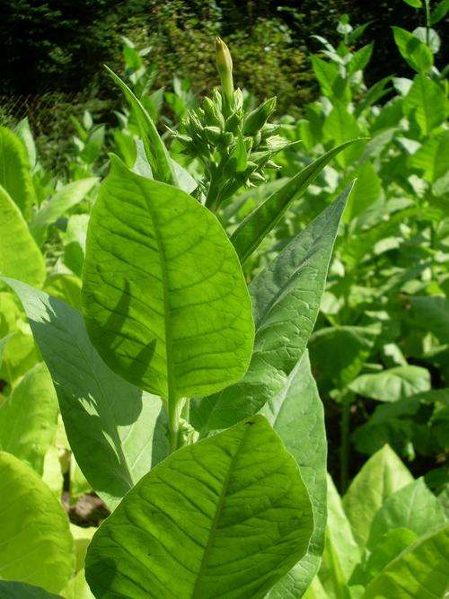 *** NEW *** Turkish Samsoun Tobacco - Nicotiana Tabaccum - 50 Seeds