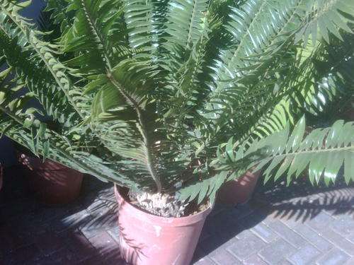 UFC THROWDOWN - PS2 PLAYSTATION 2 - GREAT CONDITION !!!!!