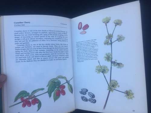 HERBS AND SPICES, HAMLYN COLOUR GUIDES, R55.