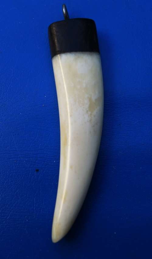 CARVED TOOTH PENDANT