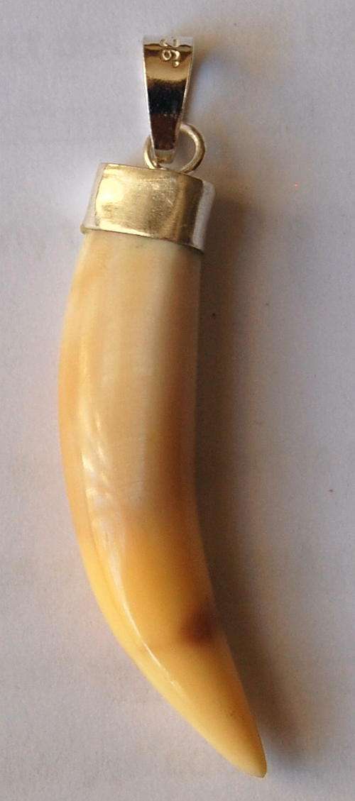 GENUINE AFRICAN LION TOOTH - SET IN SOLID .925 STERLING SILVER