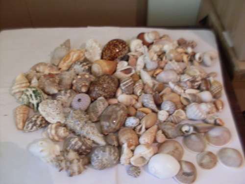 A COLLECTION OF LOVELY SEA SHELLS HERE