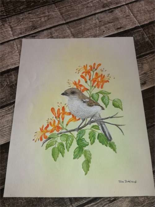 two original art works -  Julia Birkhead and Graeme Arnott