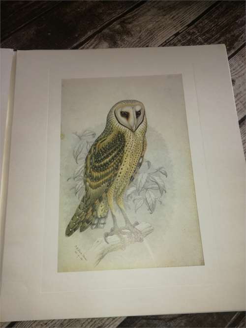 Claude Gibney Finch-Davis 1875-1920 - reproduction prints