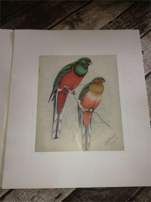Claude Gibney Finch-Davis 1875-1920 - reproduction prints