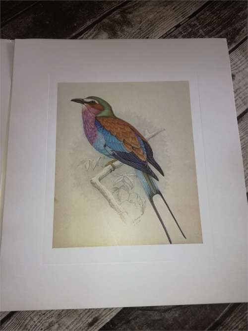 Claude Gibney Finch-Davis 1875-1920 - reproduction prints