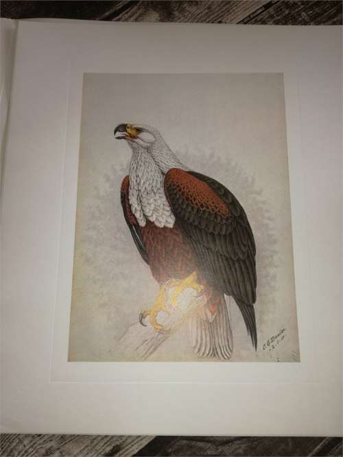 Claude Gibney Finch-Davis 1875-1920 - reproduction prints