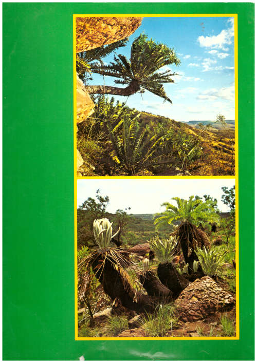 Cycads of Southern Africa - Cynthia Giddy