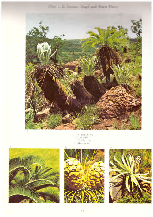 Cycads of Southern Africa - Cynthia Giddy