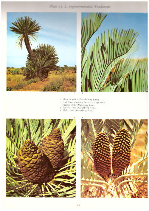 Cycads of Southern Africa - Cynthia Giddy