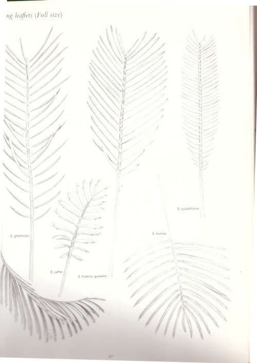 Cycads of Southern Africa - Cynthia Giddy