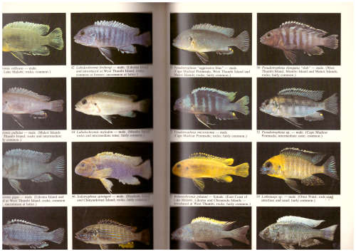 A Guide to the Fishes of Lake Malawi National Park