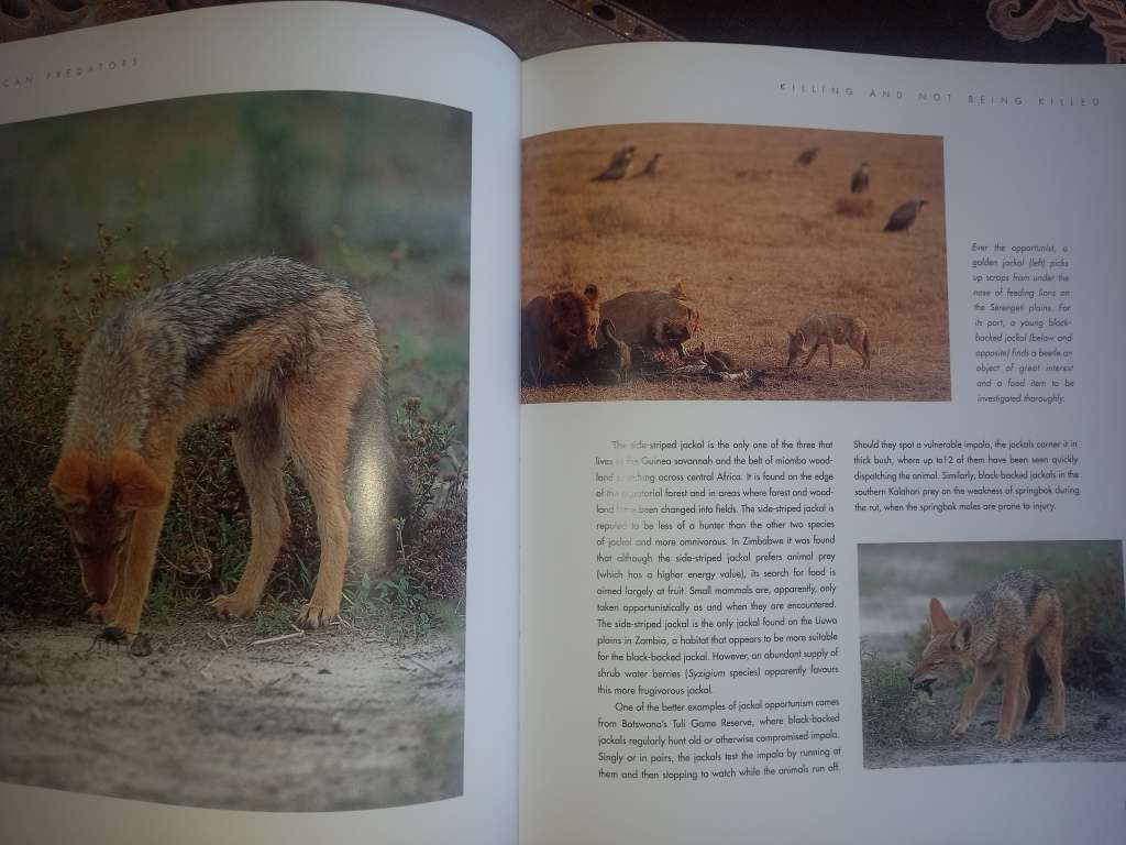 African Predators (SIGNED)