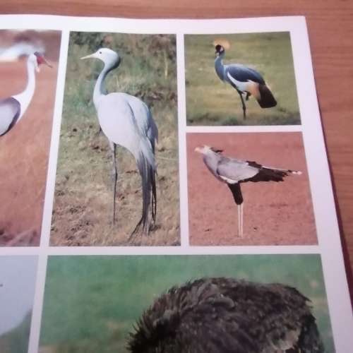 Voels. N fotografiese Gids  an Sinclair/Ian Davidson