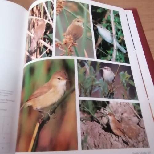 Voels. N fotografiese Gids  an Sinclair/Ian Davidson