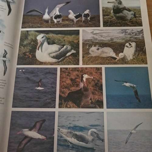 Voels. N fotografiese Gids  an Sinclair/Ian Davidson