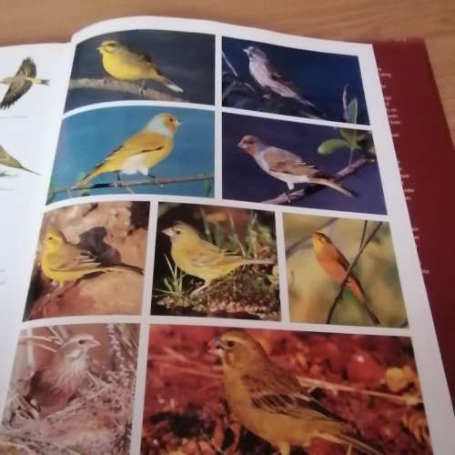 Voels. N fotografiese Gids  an Sinclair/Ian Davidson