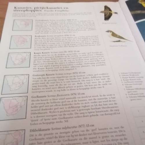 Voels. N fotografiese Gids  an Sinclair/Ian Davidson