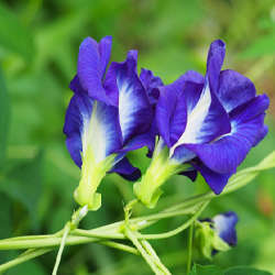 Butterfly Pea Flower tea