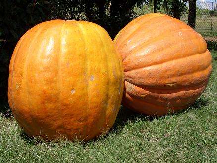 Seeds to grow Atlantic Giant Pumpkins - 15 seeds (R1 Auction no Reserve)