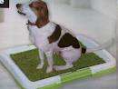 PAWS & CLAWS INDOOR DOG TOILET