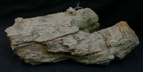 Aquarium log - Special !!!