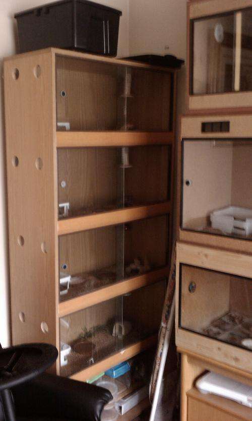 Complete Gecko's setup for sale