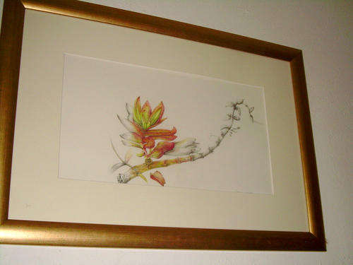 CRASSULA CAPITALL   INDIGEN.Bot.art.Gold Frame. Poly Col. Pe Framed. ** SPECIAL**  Valued at R1900-