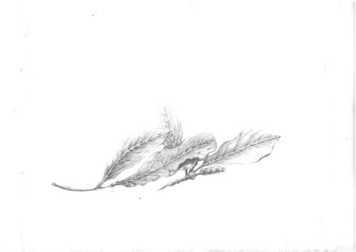 Magnolia leaves. Botanical art. Graphic work in Frame  ........SPECIAL  ITEM