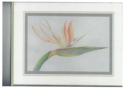 Strelitzia Regina.  Original art. unframed............Botanical    pencil col.work*clearance**