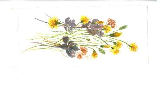 Wild Flowers  . Watercolours.. Unframed.[ is long Veritcal