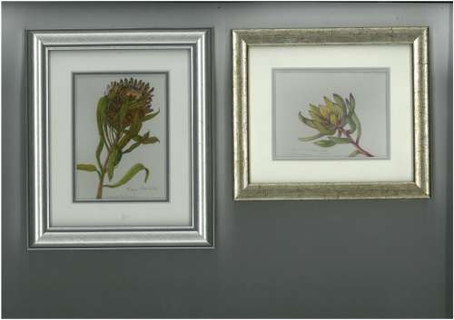 Protea and Leucodendron.each Original art.   Framed.MINIATURE.   .*two for one...**