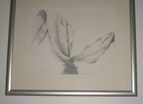 EUCOMIS. PINEAPPLEPALNT. Leaves. graphic work. Botanical. Graphic art.no  frame ..